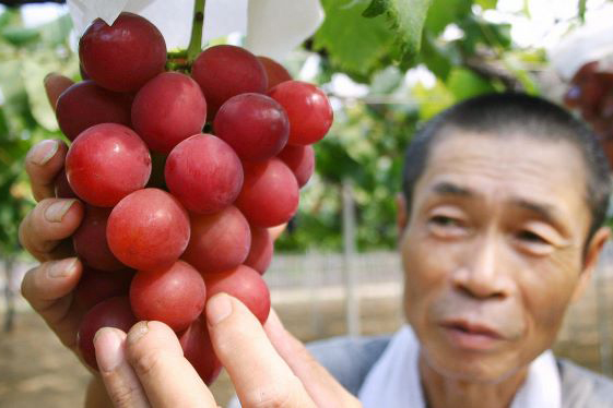 Most expensive variety of grapes